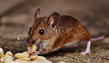 24 Hour & Emergency Exterminators in Drexel Hill, PA